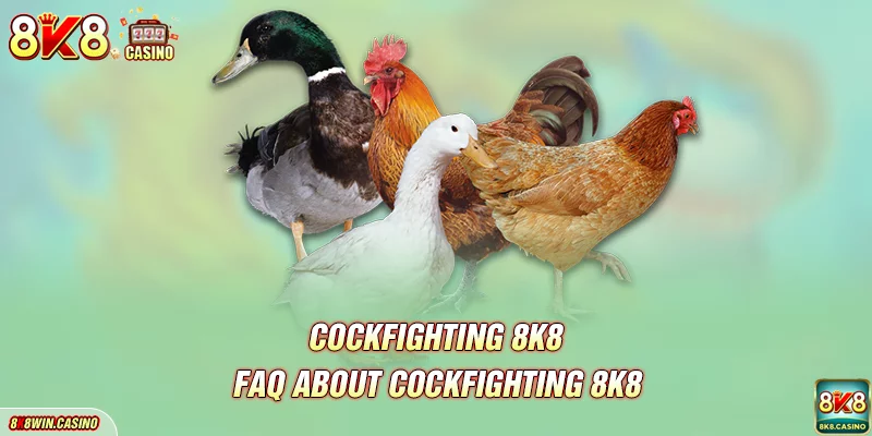 FAQ about Cockfighting FB777